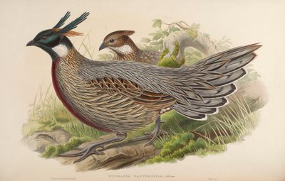 Pucrasia Xanthospila = Pucrasia Macrolopha Xanthospila by John Gould